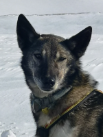 Parken gård husky
